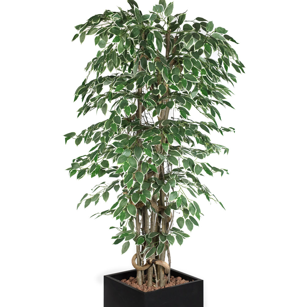 Ficus Starlight